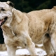 ทุกอย่างเกี่ยวกับ Afghan Shepherd Dogs