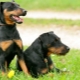 Jagdterrier: species, rules of content and the choice of nicknames
